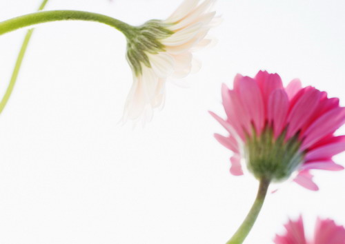 сочетание восхитительных гербер