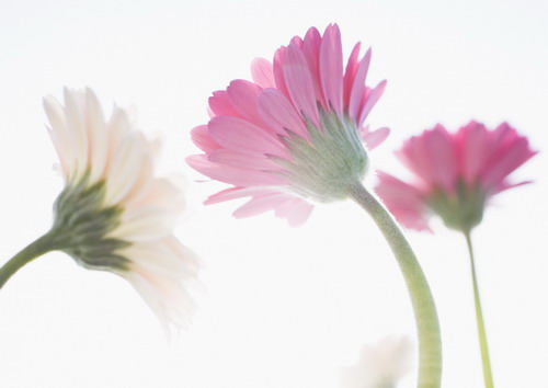 нежные герберы в лучах солнца