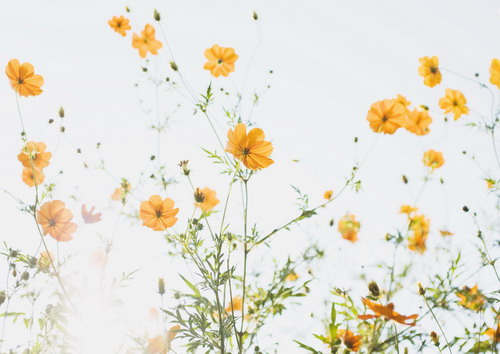 оранжевые полевые цветки