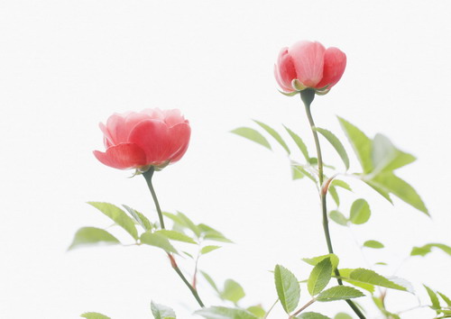 дерево цветущее розовыми бутонами