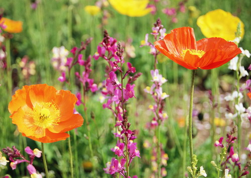 полевые цветы
