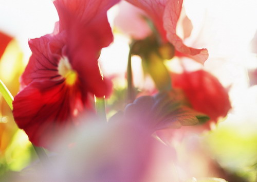 бордовые фиалки