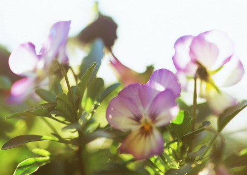 фиолетовые фиалки