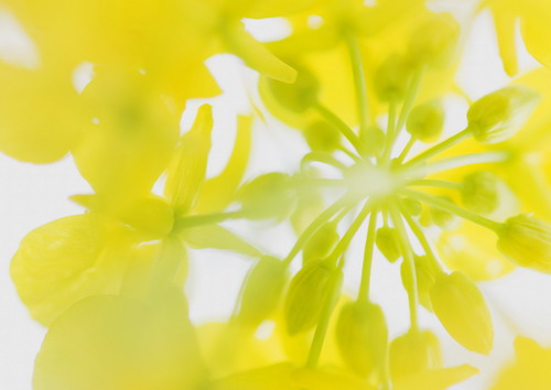 желтый цветок