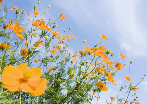 поляна мелких оранжевых соцветий