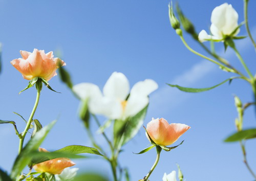 кустовая чайная роза