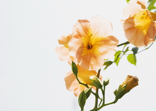 колокольчики на кусте