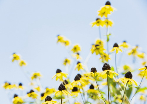 желтые мелкие цветки с большой черной сердцевиной