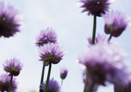 васильки на фоне неба