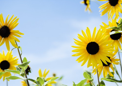 однолетняя желтая эхинацея