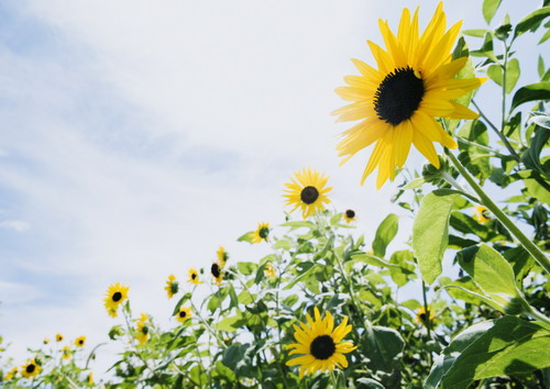 желтая эхинацея