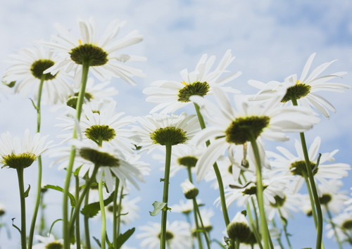 поляна из белых ромашек