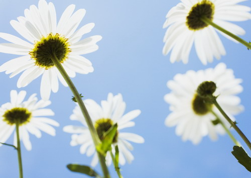 белые ромашки на фоне неба