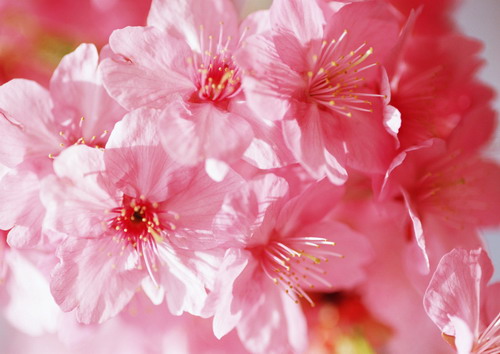 цветение сакуры