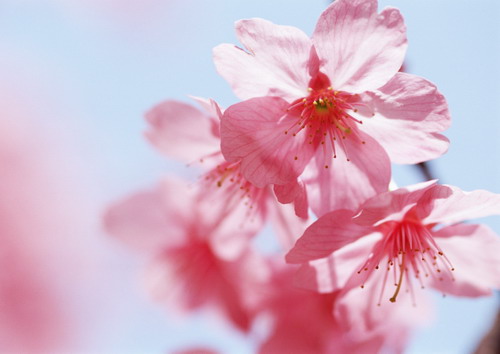 цветки вишни крупным планом