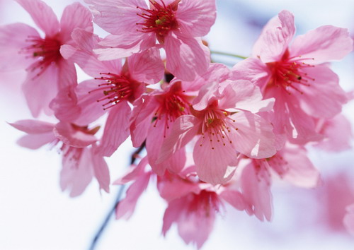 цветки вишни крупным планом