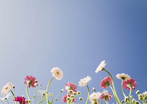 обои на рабочий стол из гербер