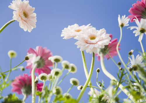 красивые цветы смотрят на солнце