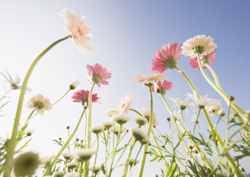 розовые и белые герберы вид с земли