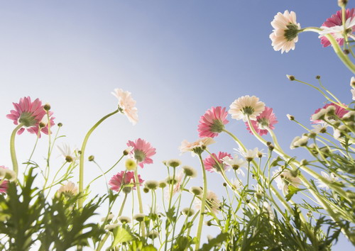 белые и розовые герберы с белыми ромашками