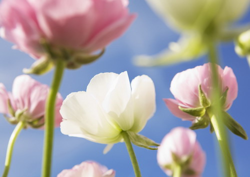 белые и розовые колокольчики