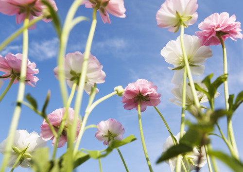 белые и розовые веселые цветы