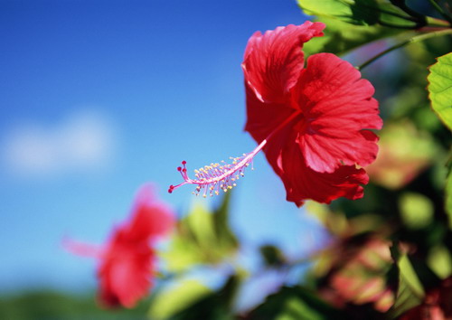 красный цветок с длинным пестиком