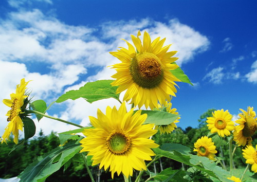 много подсолнухов на фоне леса