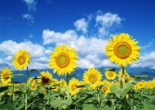 поле подсолнухов смотрят на солнце