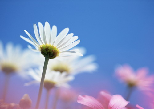 белые ромашки в окружении розовых цветов