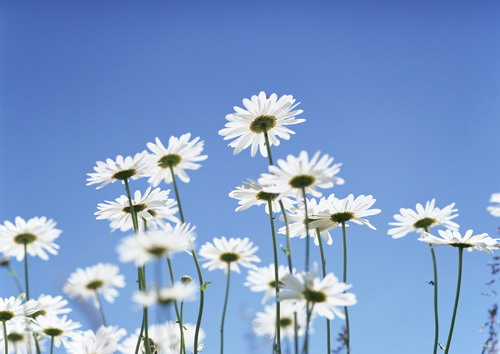 белые ромашки смотрят на солце