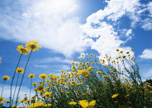 желтые мелкие ромашки на фоне неба