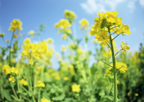 поляна ярко желтых цветков