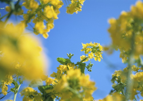 красивые желтые цветы на рабочий стол