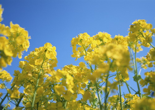 веселые желтые соцветия