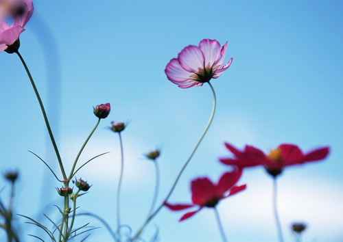 розовый цветок на тонком стебельке