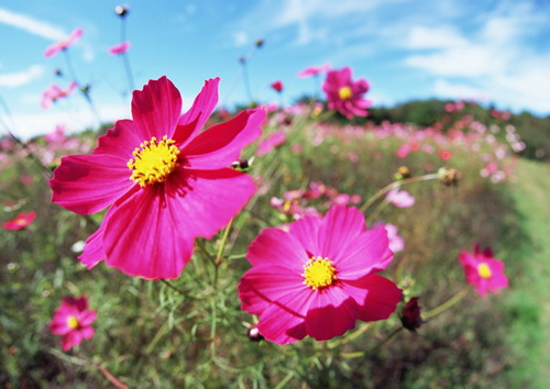 два розовых цветка с желтой серединой