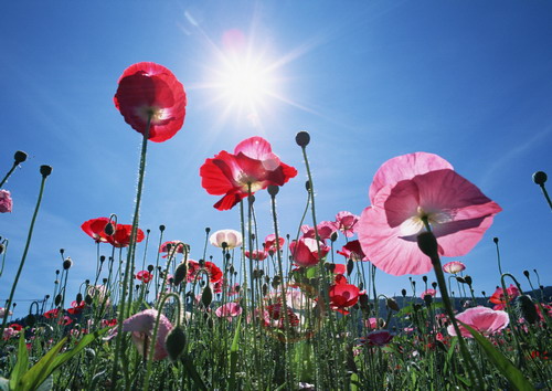 разноцветные маки под ярким солнцем