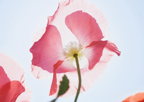 красный мак в лучах солнца