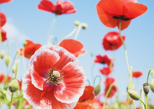 маки греются на солнышке