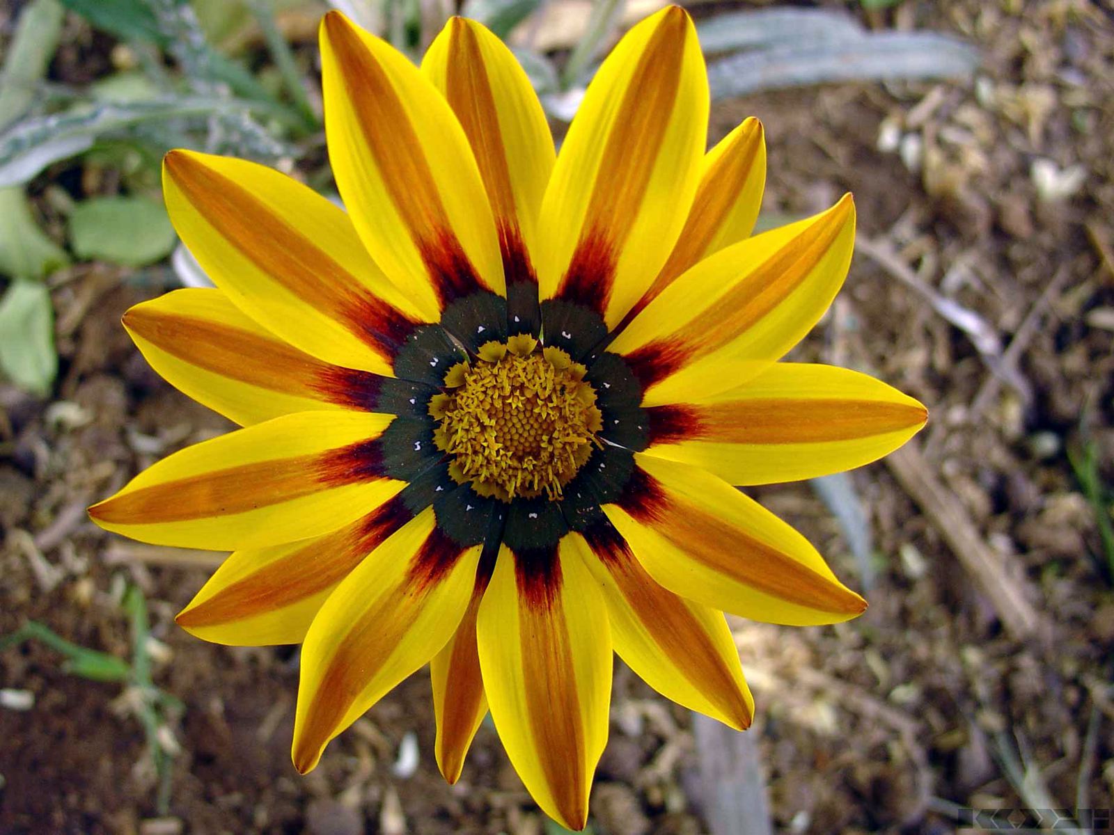 Цветы на 8 марта