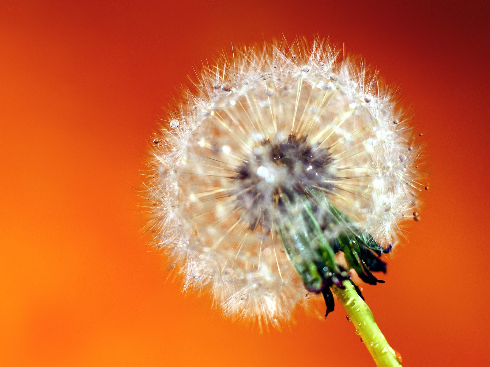 Цветы на 8 марта