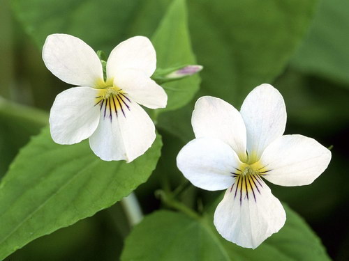 два белых цветка