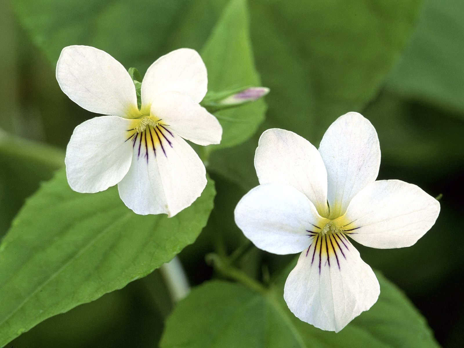 Цветы на 8 марта