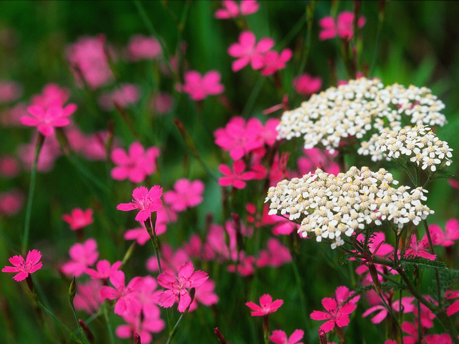 Цветы на 8 марта