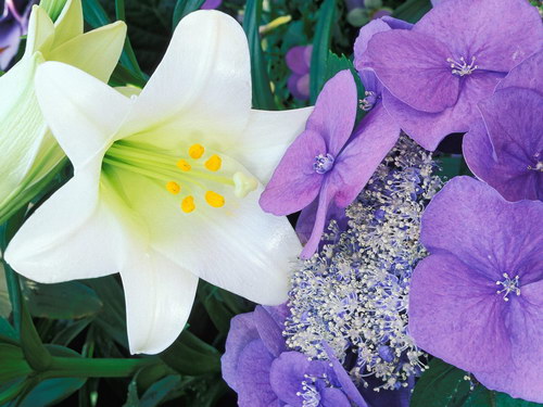 белые и фиолетовые цветы