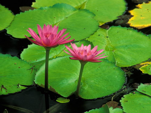 две болотные лилии