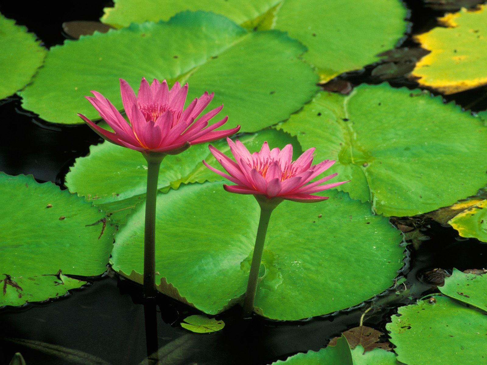 Цветы на 8 марта