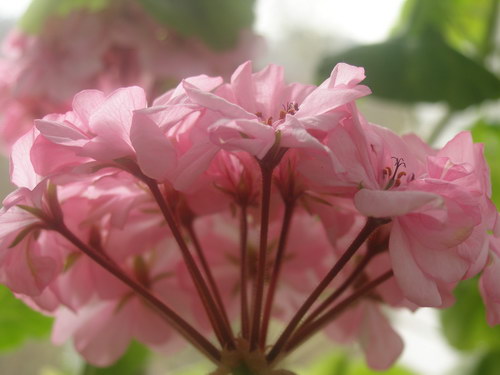 Нежность цветов