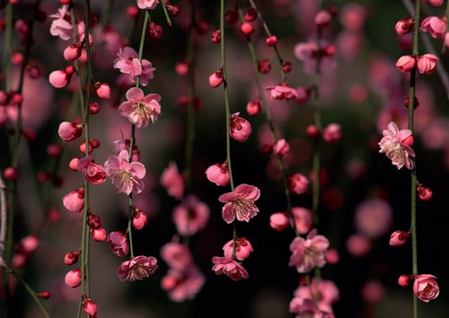 Нежность цветов